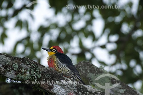  Subject: Yellow-fronted Woodpecker (Melanerpes flavifrons) in Itatiaia National Park  / Place:  Itatiaia city - Rio de Janeiro state - Brazil  / Date: 13/12/2008 