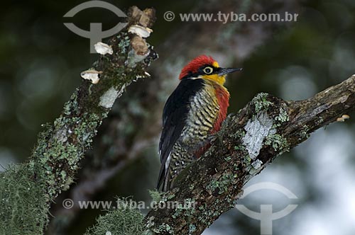  Subject: Yellow-fronted Woodpecker (Melanerpes flavifrons) in Itatiaia National Park  / Place:  Itatiaia city - Rio de Janeiro state - Brazil  / Date: 13/12/2008 