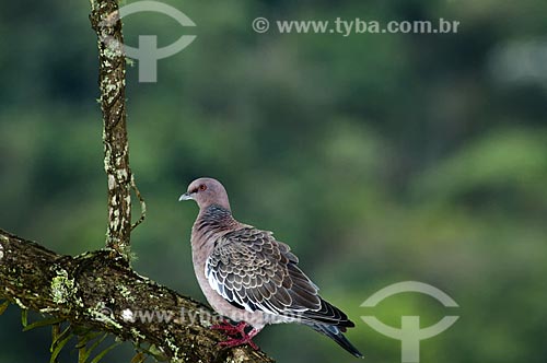  Subject: Eared Dove (Zenaida auriculata) in Itatiaia National Park  / Place:  Itatiaia city - Rio de Janeiro state - Brazil  / Date: 13/12/2008 