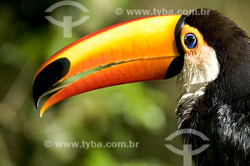  Subject: Toco Toucan (Ramphastos toco) in Emas National Park  / Place:  Goias state - Brazil  / Date: 07/09/2007 