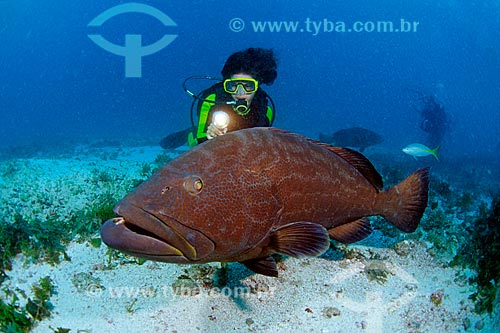  Subject: Black Grouper (Micteroperca bonaci) and diver in National Marine Park of Abrolhos / Place: National Marine Park of Abrolhos - Bahia (Ba) - Brazil / Date: 04/06/2010 