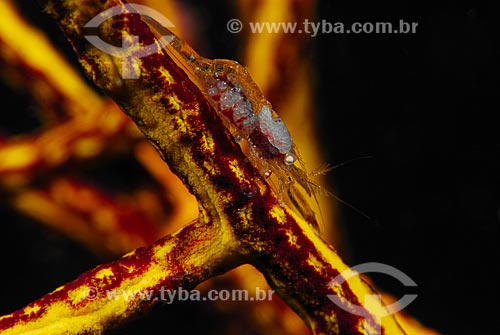  Subject: Small shrimp on coral / Place: Ilha Grande Bay - Angra dos Reis - Rio de Janeiro state (RJ) - Brazil / Date: 04/06/2010 