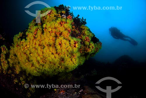  Subject: Corals (invasive species) and diver in Angra dos Reis city, Rio de Janeiro state, Brazil / Place: Ilha Grande Bay - Angra dos Reis - Rio de Janeiro state (RJ) - Brazil / Date: 04/06/2010 