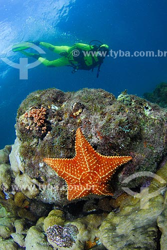  Subject: Starfish (Oreaster reticulatus) and diver in Angra dos Reis city, Rio de Janeiro state, Brazil / Place: Ilha Grande Bay - Angra dos Reis - Rio de Janeiro state (RJ) - Brazil / Date: 04/06/2010 