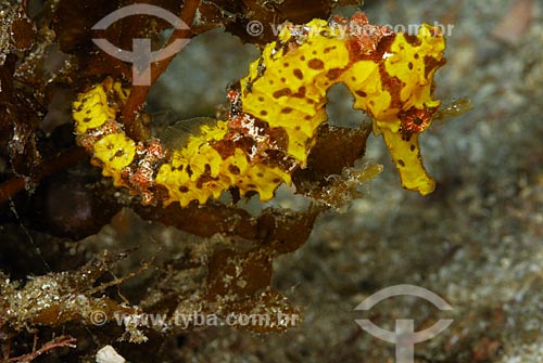  Subject: Yellow seahorse / Place: Ilha Grande Bay - Angra dos Reis - Rio de Janeiro state (RJ) - Brazil / Date: 08/06/2010 