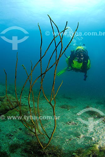  Subject: Corals and diver in Angra dos Reis city, Rio de Janeiro state, Brazil / Place: Ilha Grande Bay - Angra dos Reis - Rio de Janeiro state (RJ) - Brazil / Date: 04/06/2010 