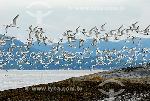  Subject: Flight of birds (Sandwich Tern) in Ilha Grande Bay, Rio de Janeiro (RJ), Brazil. / Place: Ilha Grande Bay - Angra dos Reis - Rio de Janeiro state (RJ) - Brazil / Date: 08/06/2010 