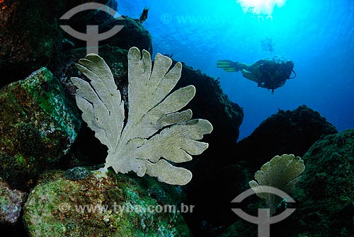  Subject: Diver in Cabo Frio, RJ / Place: Papagaio island - Cabo Frio - Rio de Janeiro (RJ) - Brazil / Date: 08/06/2010 