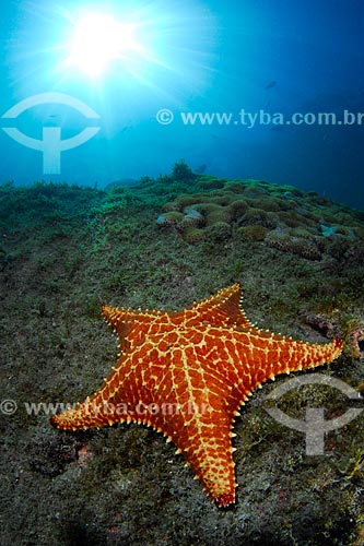  Subject: Starfish in Angra dos Reis city, Rio de Janeiro state, Brazil / Place: Ilha Grande Bay - Angra dos Reis - Rio de Janeiro state (RJ) - Brazil / Date: 04/06/2010 