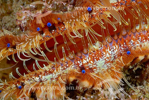 Subject: Mollusk (scallops) in Cabo Frio, RJ, Brazil / Place: Papagaio island - Cabo Frio - Rio de Janeiro (RJ) - Brazil / Date: 08/06/2010 