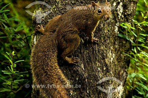  Subject: Brazilian squirrel, also known as Guianan squirrel (Sciurus aestuans) in the Itatiaia National Park  / Place:  Itatiaia city - Rio de Janeiro state - Brazil  / Date: 12/2008 