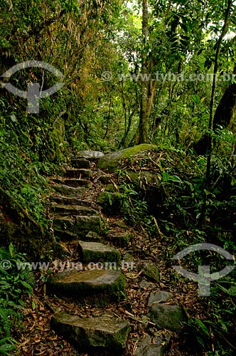  Subject: Trail in the Itatiaia National Park  / Place:  Itatiaia city - Rio de Janeiro state - Brazil  / Date: 12/2008 