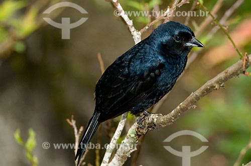  Subject: Shiny Cowbird (Molothrus bonariensis), male, in the Itatiaia National Park  / Place:  Itatiaia city - Rio de Janeiro state - Brazil  / Date: 12/2008 