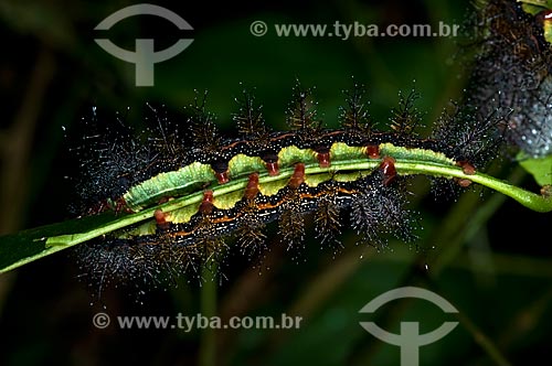  Subject: Caterpillars eating leaf in the Itatiaia National Park  / Place:  Itatiaia city - Rio de Janeiro state - Brazil  / Date: 12/2008 