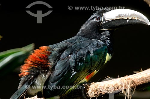  Subject: Black-necked Aracari (Pteroglossus aracari) in the Parque das Aves (Bird Park)  / Place:  Foz do Iguacu - Parana state - Brazil  / Date: 06/2009 