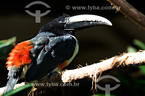  Subject: Black-necked Aracari (Pteroglossus aracari) in the Parque das Aves (Bird Park)  / Place:  Foz do Iguacu - Parana state - Brazil  / Date: 06/2009 