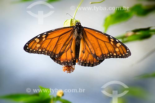  Subject: Monarch Butterfly (Danaus plexippus) in the Parque das Aves (Bird Park)  / Place:  Foz do Iguacu - Parana state - Brazil  / Date: 06/2009 