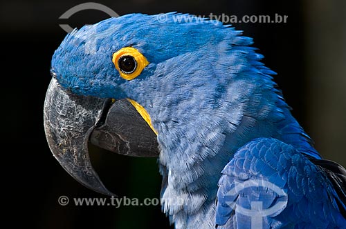  Subject: Hyacinth Macaw (Anodorhynchus hyacinthinus) in the Parque das Aves (Bird Park)  / Place:  Foz do Iguacu - Parana state - Brazil  / Date: 06/2009 