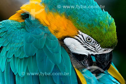  Subject: Blue and Yellow Macaw (Ara ararauna) in the Parque das Aves (Bird Park)  / Place:  Foz do Iguacu - Parana state - Brazil  / Date: 06/2009 