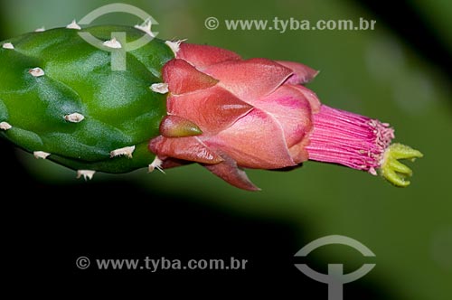  Subject: Cactus Flower  / Place:  Brazilian Savanna - Brazil  / Date: 08/2008 