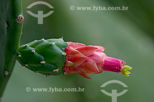  Subject: Cactus Flower  / Place:  Brazilian Savanna - Brazil  / Date: 08/2008 