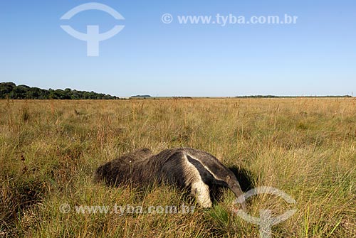  Subject: Giant Anteater (Myrmecophaga tridactyla) in the Brazilian Savanna - Humid fields  / Place:  Costa Rica municipality - Mato Grosso do Sul state - Brazil  / Date: 06/2006 