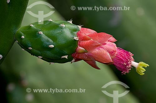  Subject: Cactus Flower  / Place:  Brazilian Savanna - Brazil  / Date:  