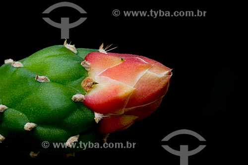 Subject: Cactus Flower  / Place:  Brazilian Savanna - Brazil  / Date: 09/2008 