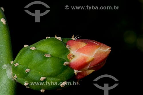  Subject: Cactus Flower  / Place:  Brazilian Savanna - Brazil  / Date: 09/2008 