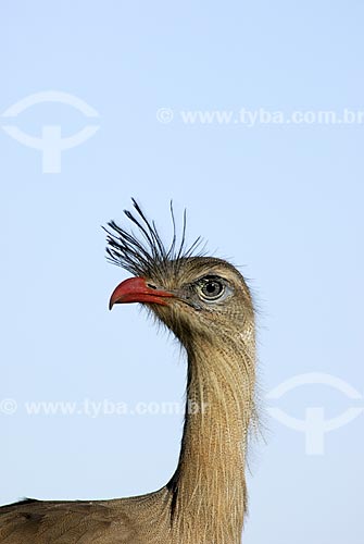  Subject: Red-legged Seriema (Cariama cristata) in the Emas National Park  / Place:  Goias state - Brazil  / Date: 10/2006 