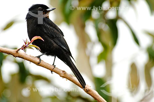  Subject: Velvety Black-tyrant (Knipolegus nigerrimus) in Itatiaia National Park  / Place:  Itatiaia city - Rio de Janeiro state -  Brazil  / Date: 01/2009 