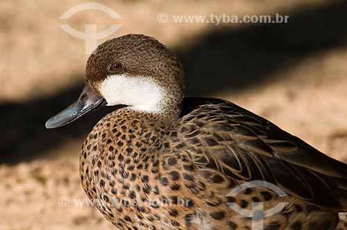  Subject: White cheeked Pintail or Bahama Pintail (Anas bahamensis) in the Birds Park  / Place:  Foz do Iguacu city - Parana state - Brazil  / Date: 06/2009 