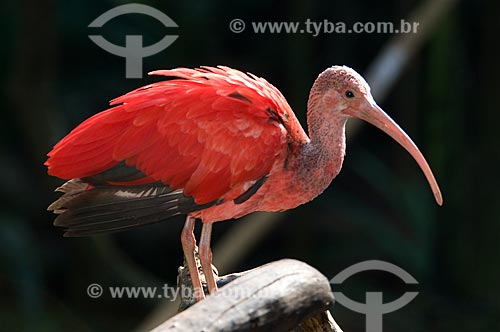  Subject: Scarlet Ibis (Eudocimus ruber) in the Birds Park  / Place:  Foz do Iguacu city - Parana state - Brazil  / Date: 06/2009 