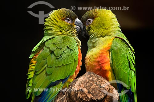  Subject: Golden-capped Parakeet (Aratinga auricapilla) in the Birds Park  / Place:  Foz do Iguacu city - Parana state - Brazil  / Date: 06/2009 