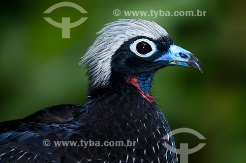  Subject: Black-fronted Piping-guan also known as Aburria jacutinga (Pipile jacutinga) in the Birds Park  / Place:  Foz do Iguaçu city - Parana state - Brazil  / Date: 06/2009 