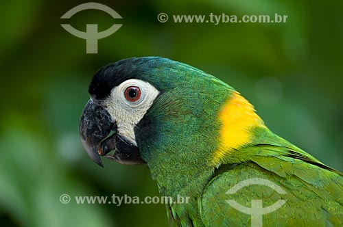  Subject: Yellow-collared Macaw (Primolius auricollis) in the Birds Park  / Place:  Foz do Iguacu city - Parana state - Brazil  / Date: 06/2009 