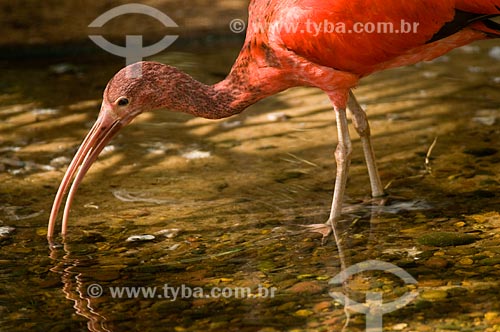  Subject: Scarlet Ibis (Eudocimus ruber) in the Birds Park  / Place:  Foz do Iguacu city - Parana state - Brazil  / Date: 06/2009 