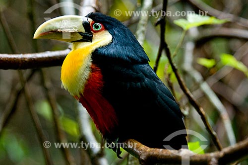  Subject: Red-breasted Toucan (Ramphastos dicolorus), also known as the Green-billed Toucan in the Birds Park  / Place:  Foz do Iguacu city - Parana state - Brazil  / Date: 06/2009 