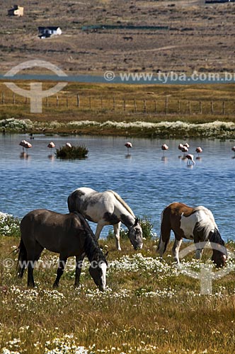 Subject: Horses and chilean flamingos (Phoenicopterus chilensis) in the deserto of El Calafate  / Place:   Patagonia - Argentina  / Date: 19/02/2010 