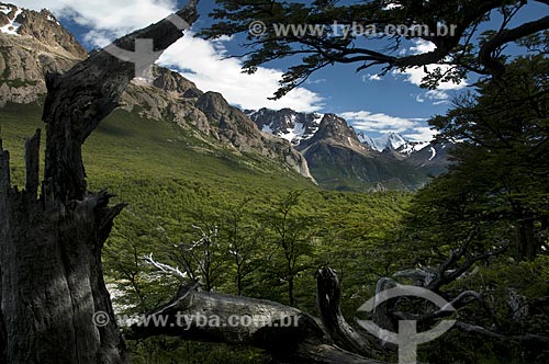  Subject: Dead tree in the Los Glaciares National Park  / Place:  El Chalten - Patagonia - Argentina  / Date: 02/2010 