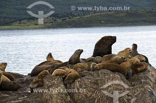  Subject: Fur seals (Arctocephalus Sp.) in the Beagle channel  / Place:  Patagonia - Argentina  / Date: 02/2010 