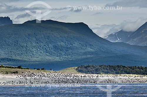  Subject: Penguins at a beach of the Beagle channel  / Place:  Patagonia - Argentina  / Date: 02/2010 