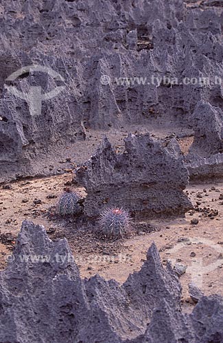  Subject: Stony site with reliefs of clay and limestone deposits - Caatinga  / Place:  Region of Central - Bahia state - BA - Brazil  / Date: 1995 