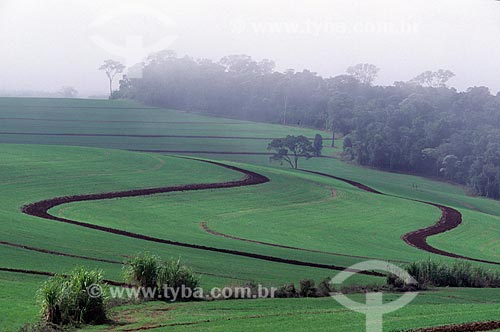  Subject: Green fields with a subtropical forest fragment immersed in fog in the background / Place:  Rio Grande do Sul (RS) - Brasil / Date: 1996 