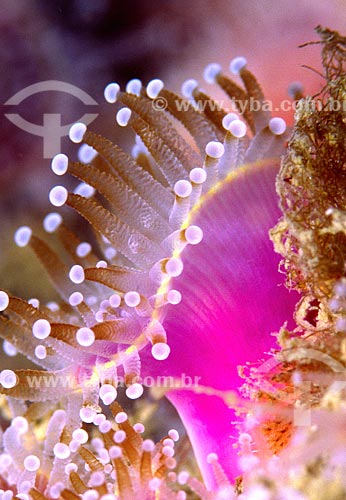  Subject: Colonial anemone / Place: Cabo Frio island - Arraial do Cabo - Rio de Janeiro (RJ) - Brazil / Date: 26/09/2007 