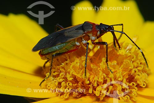  Subject: phytophagous insect (Hemiptera, Heteroptera) / Place: São Pedro da Serra - Nova Friburgo (RJ) - Brazil / Date: 23/11/2006 