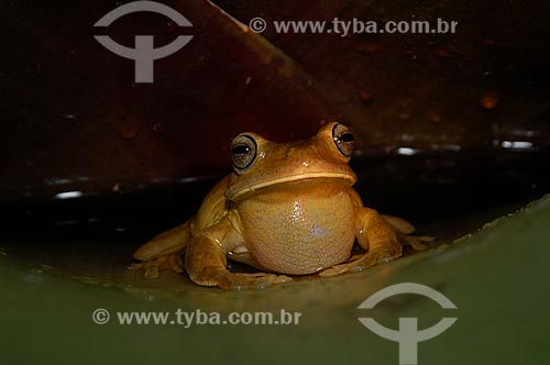  Subject: Brazilian Gladiator Treefrog (Hyla faber)  / Place: São Pedro da Serra - Nova Friburgo (RJ) - Brazil / Date: 20/02/2006 