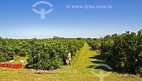  Subject: Harvesting of citrus fruits  / Place:  Mogi-Mirim city - Sao Paulo state - Brazil  / Date: 07/2010 