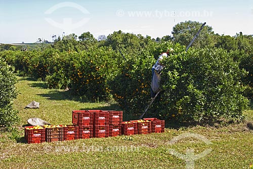  Subject: Harvesting of citrus fruits  / Place:  Mogi-Mirim city - Sao Paulo state - Brazil  / Date: 07/2010 