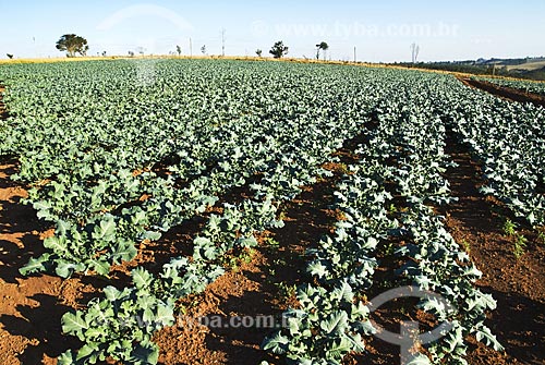  Subject: Recent plantation of cauliflower  / Place:  Braganca Paulista city - Sao Paulo state - Brazil  / Date:  07/2010 